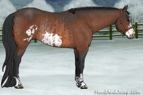 Horse Color:Brown Rabicano and Brown Frame Rabicano