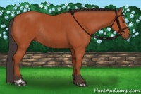 Horse Color:Bay Sabino Rabicano and Bay Sabino Rabicano