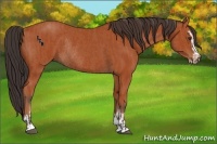 Horse Color:Bay Sabino Rabicano and Bay Sabino Rabicano