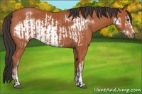 Horse Color:Bay Sabino Rabicano and Bay Sabino Frame Rabicano