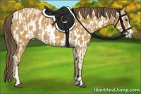 Horse Color:Buckskin Sabino Rabicano  and Buckskin Sabino Appaloosa Rabicano 