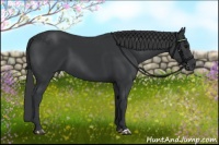 Horse Color:Black 