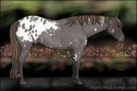Horse Color:White Spotted Smoky Blue Roan Appaloosa