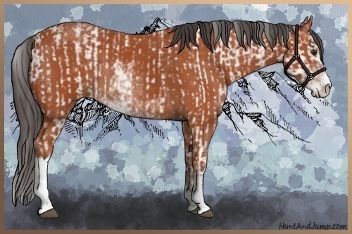 Horse Color:Bay Sabino Rabicano  and Bay Sabino Rabicano 