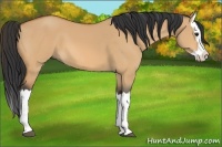 Horse Color:Bay Dun Splash