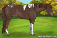 Horse Color:Liver Chestnut Sabino Tobiano Appaloosa