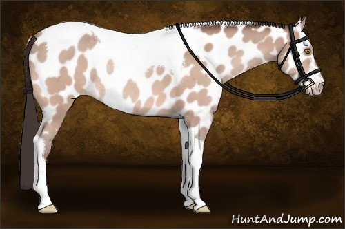 Horse Color:Amber Champagne Tobiano Near Leopard Rabicano 