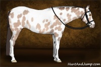 Horse Color:Amber Champagne Tobiano Near Leopard Rabicano 