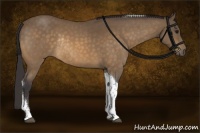 Horse Color:Buckskin Roan Tobiano Rabicano
