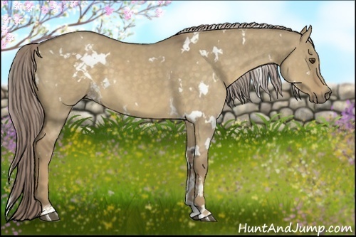 Horse Color:White Spotted Chocolate Palomino Dun
