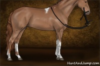 Horse Color:Chestnut Tobiano Rabicano 