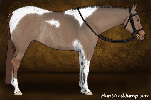 Horse Color:Liver Red Dun Tobiano Rabicano 