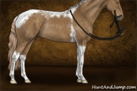 Horse Color:Chocolate Palomino Tobiano Rabicano 