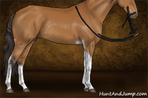 Horse Color:Buckskin Tobiano Rabicano 
