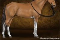 Horse Color:Buckskin Tobiano Rabicano 
