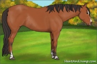 Horse Color:Bay Sabino Rabicano and Bay Sabino Rabicano