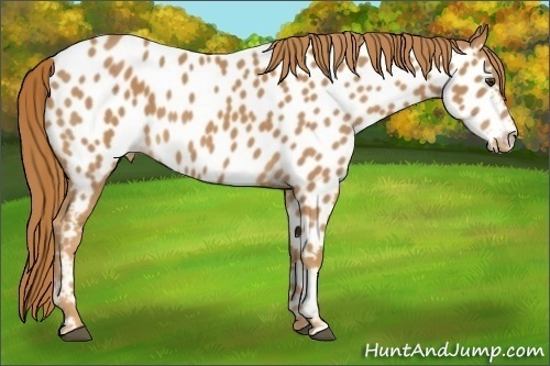 Horse Color:Chestnut Appaloosa 