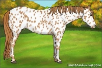 Horse Color:Chestnut Appaloosa 