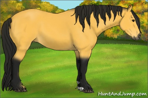 Horse Color:Gray Buckskin 