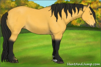 Horse Color:Gray Buckskin 