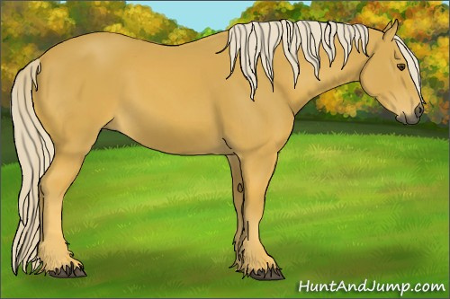 Horse Color:Gray Palomino 