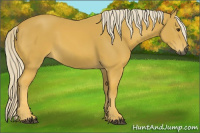 Horse Color:Gray Palomino 