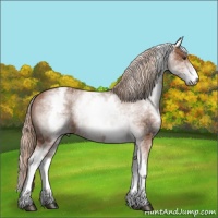 Horse Color:White Spotted Chestnut Sabino