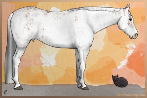 Horse Color:Bay Sabino Rabicano  and Bay Sabino Rabicano 