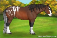 Horse Color:Bay Splash Blanket Rabicano
