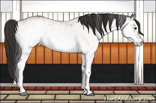 Horse Color:White Spotted Buckskin 