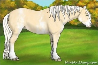 Horse Color:White Spotted Gold Cream Champagne 