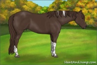 Horse Color:Liver Chestnut Tobiano