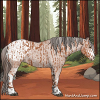 Horse Color:Bay Sabino Rabicano and Bay Sabino Appaloosa Rabicano
