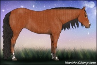 Horse Color:Bay Sabino Rabicano and Bay Sabino Rabicano