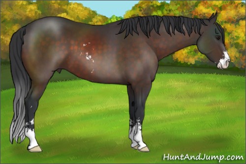 Horse Color:Brown Sabino 