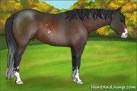 Horse Color:Brown Sabino