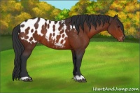 Horse Color:Bay Appaloosa Rabicano 