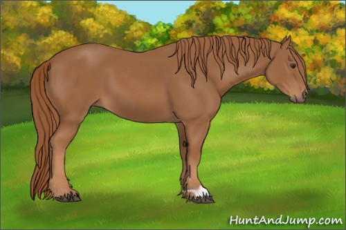Horse Color:Chestnut 