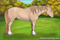 Horse Color:Gold Champagne