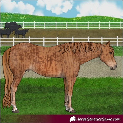 Horse Color:Chestnut  and Chestnut 