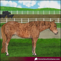 Horse Color:Chestnut  and Chestnut 