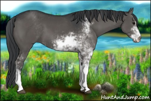Horse Color:Black Sabino