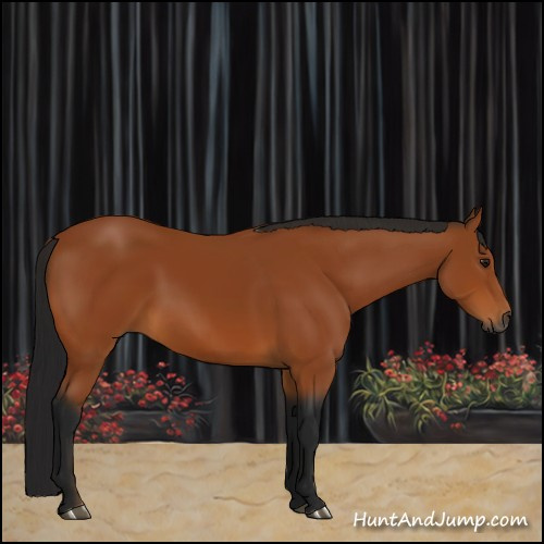 Horse Color:Gray Bay 