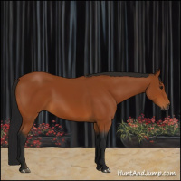 Horse Color:Gray Bay 