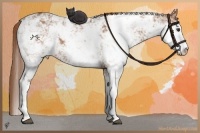 Horse Color:Chestnut Sabino 