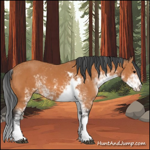 Horse Color:Bay Sabino 
