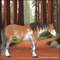 Horse Color:Bay Sabino