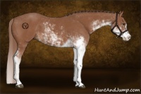Horse Color:Chestnut Sabino 