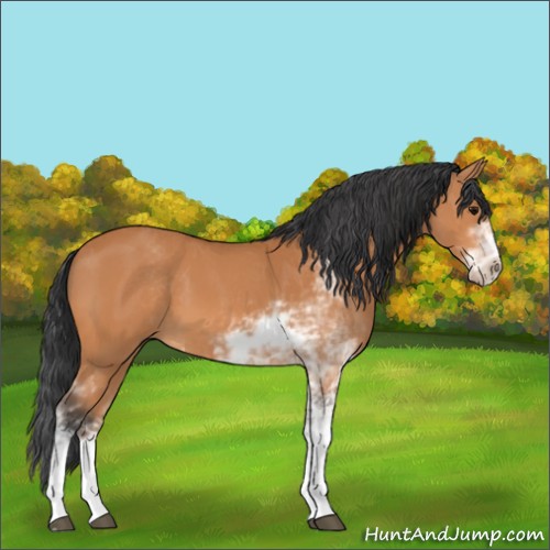 Horse Color:Bay Sabino 