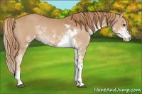 Horse Color:Chestnut Sabino